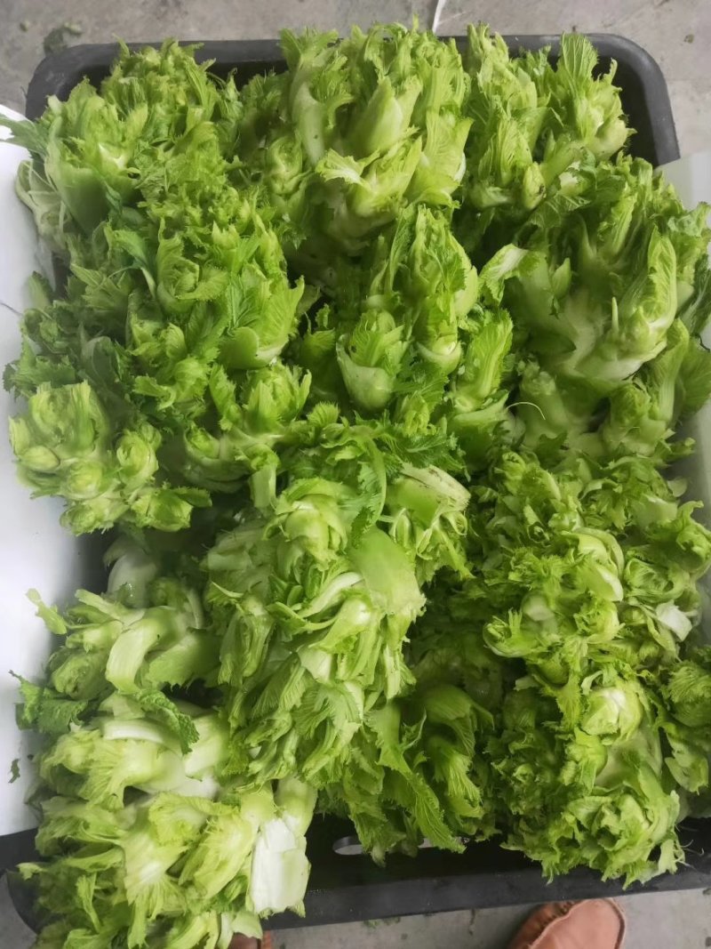 儿菜大量上市了