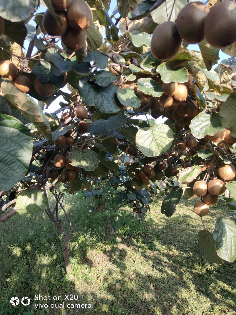 【热卖】陕西绿心海沃德猕猴桃精品水果量大从优一手货源对接