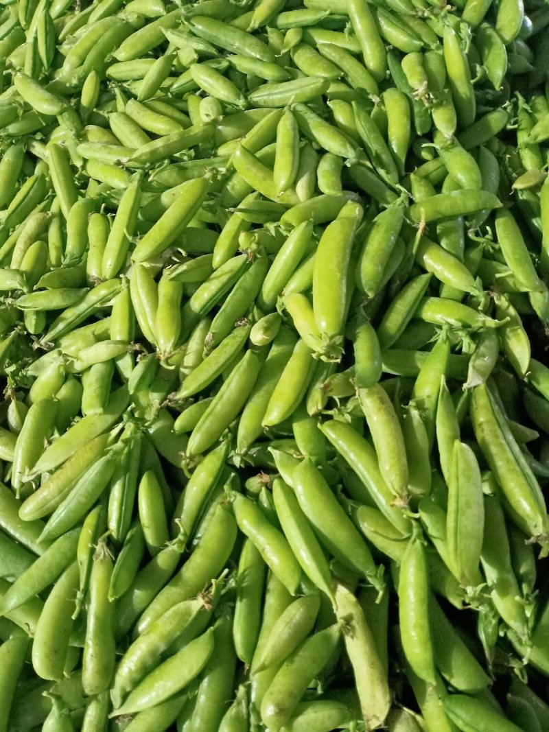豌豆，青豌豆，籽粒饱满，中豌9号，中碗6号，荣涛9号
