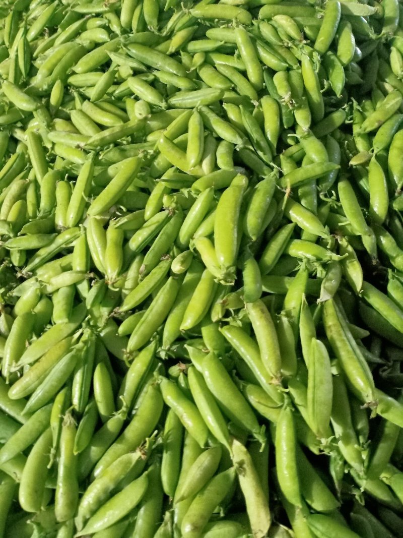 豌豆，青豌豆，籽粒饱满，中豌9号，中碗6号，荣涛9号