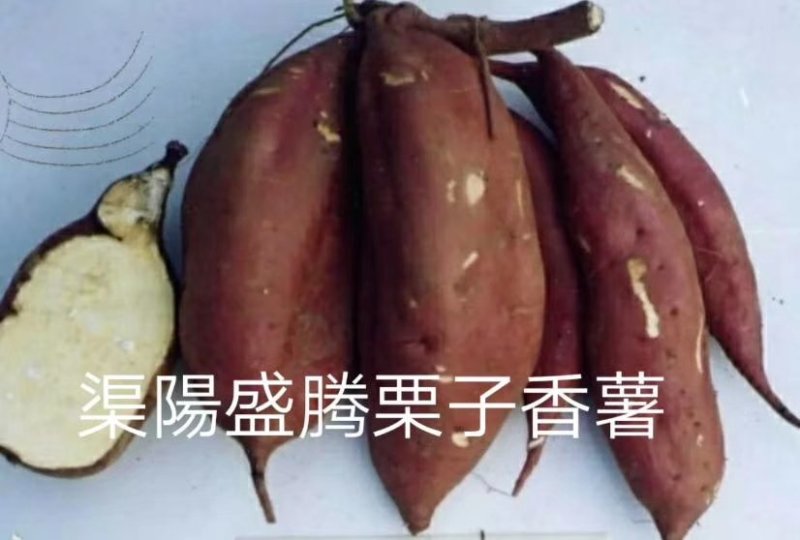 西瓜红一一沙土地的红薯，皮光色好就是甜。