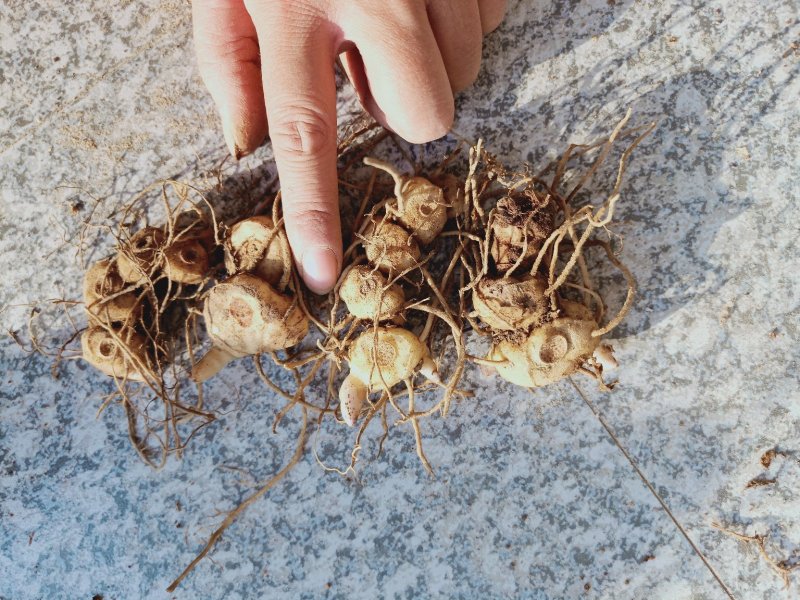 黄精种、小块茎、黄精种茎、带芽块茎、有芽头、小黄精、