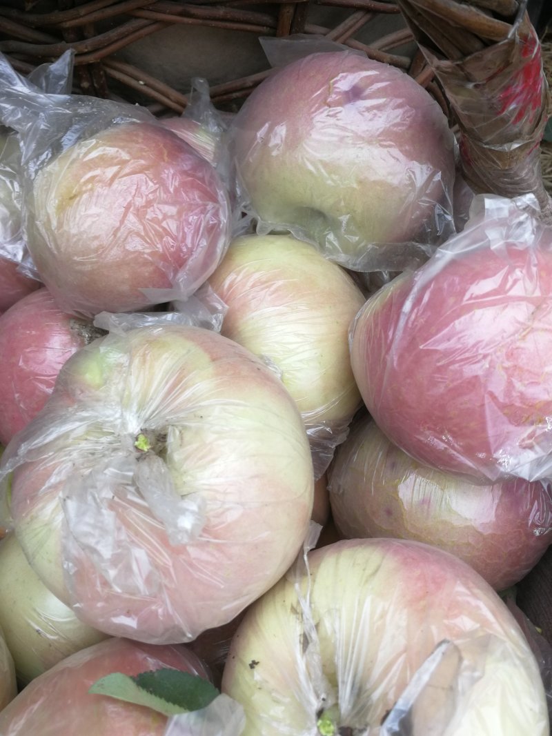 红富士苹果膜袋自己家的保证质量