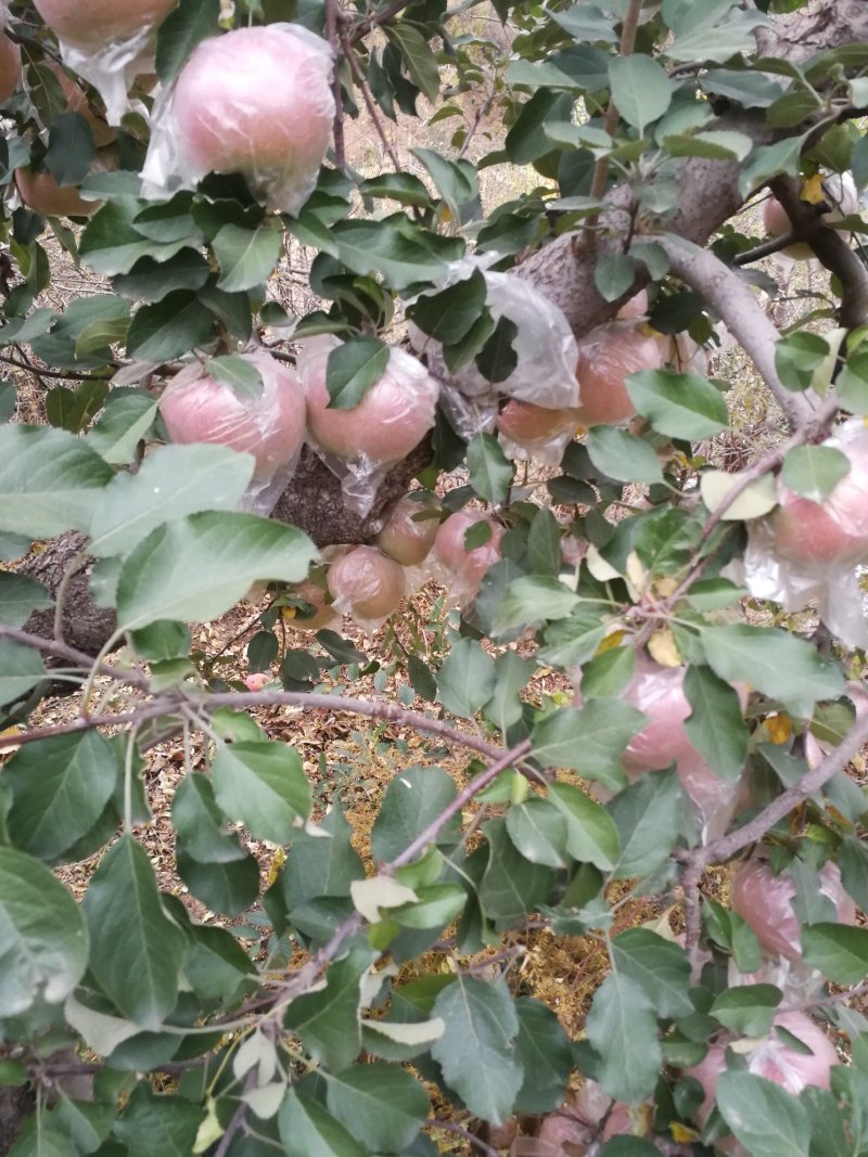 红富士苹果膜袋自己家的保证质量