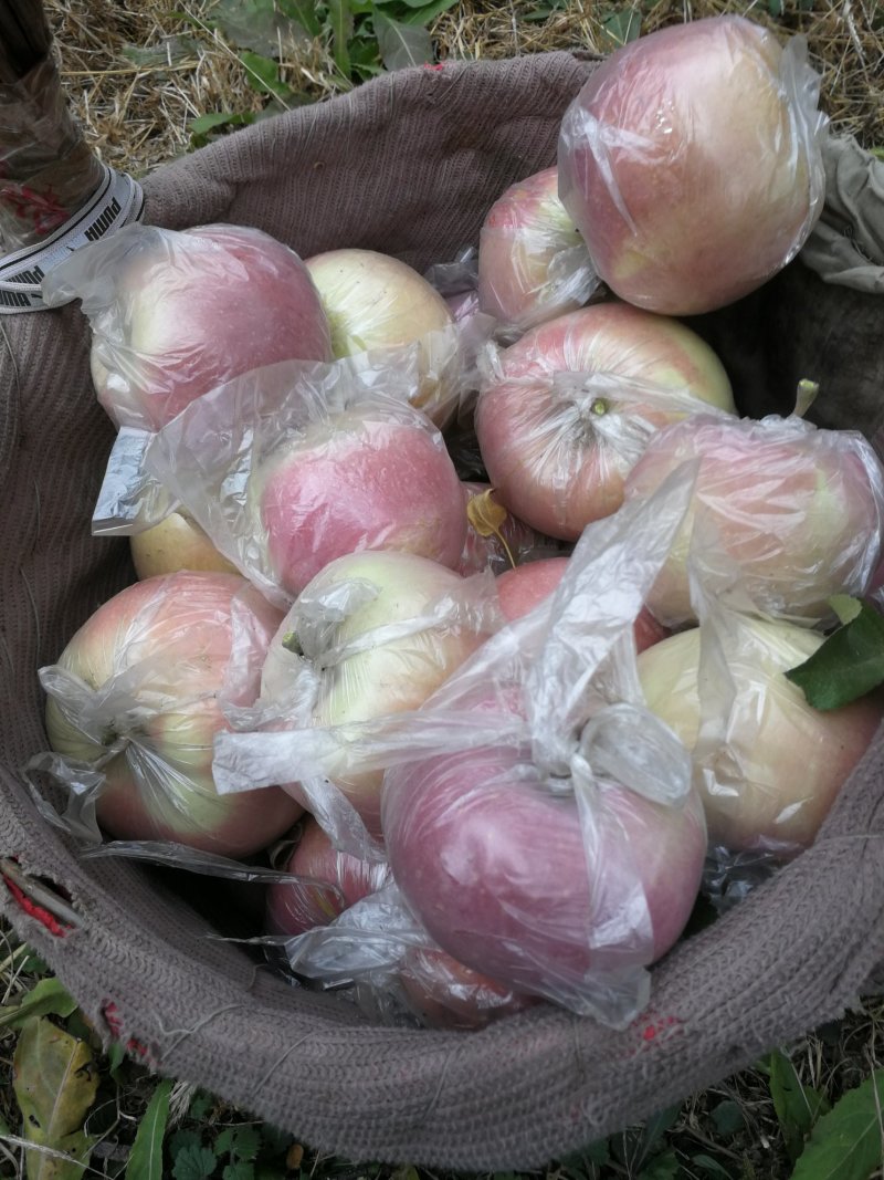 红富士苹果膜袋自己家的保证质量