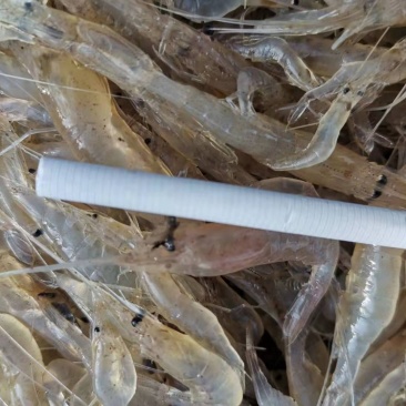 查干湖大白虾