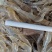 查干湖大白虾