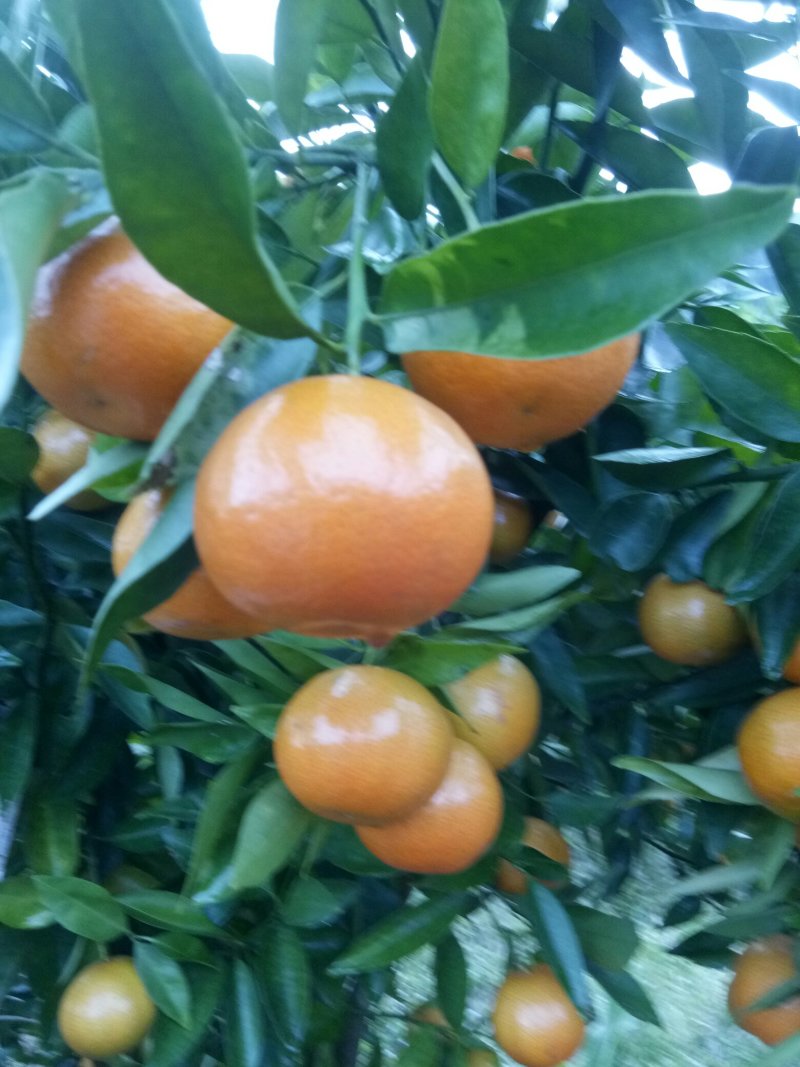 水果