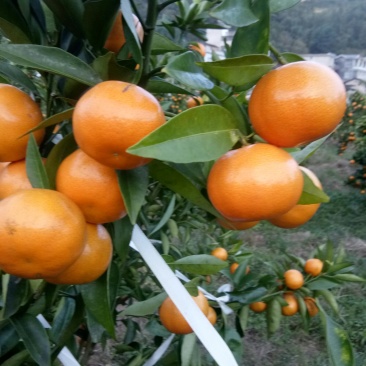 水果