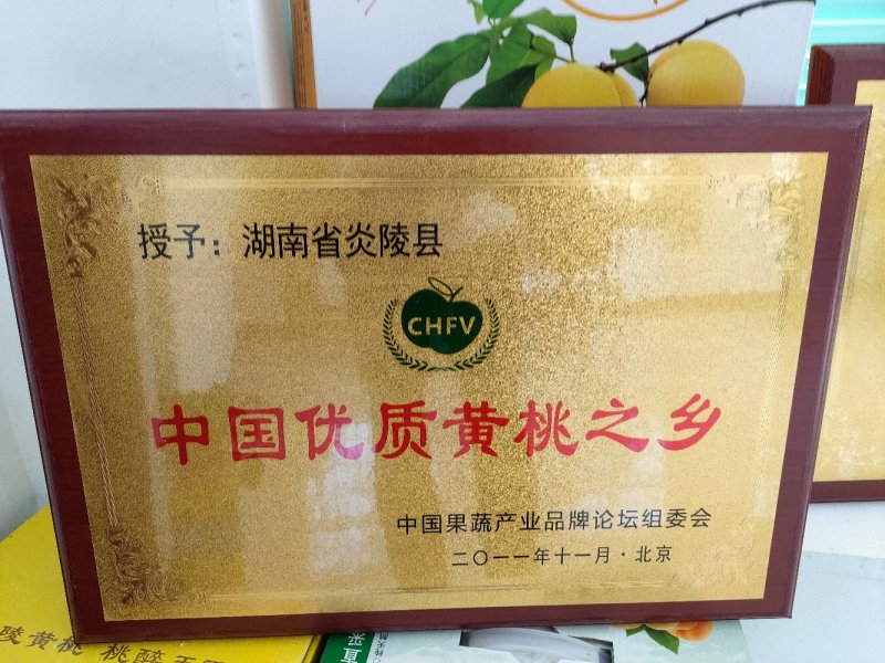 早熟黄桃苗黄贵妃红贵妃金灿（韩国）黄锦香系列