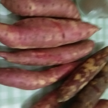 西瓜红夏薯，