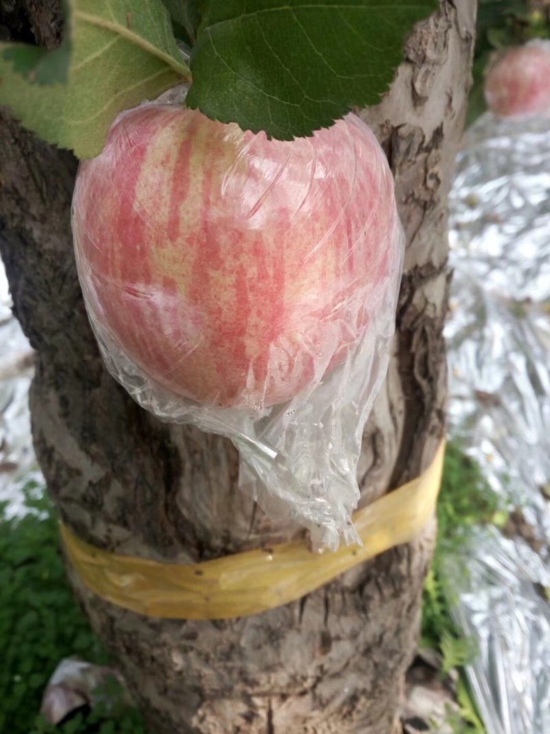 来吧，天然维生素。没事吃个苹果🍎🍎