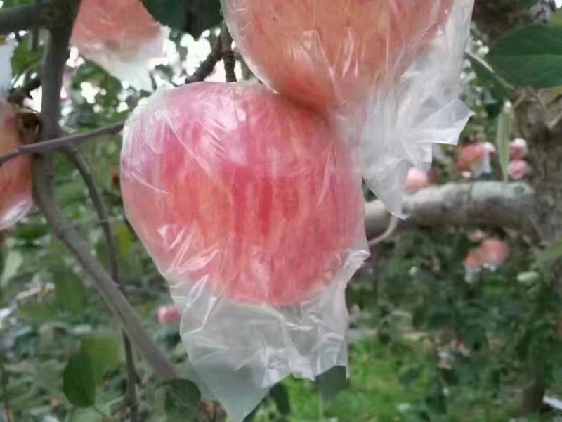 来吧，天然维生素。没事吃个苹果🍎🍎