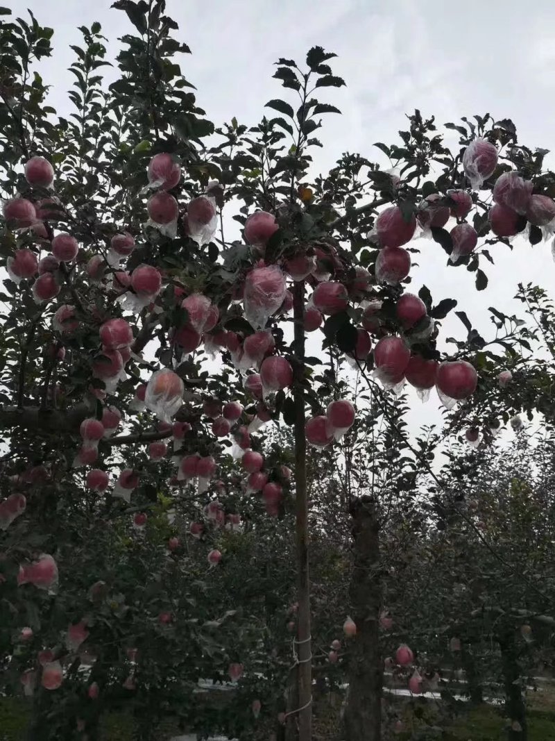 来吧，天然维生素。没事吃个苹果🍎🍎