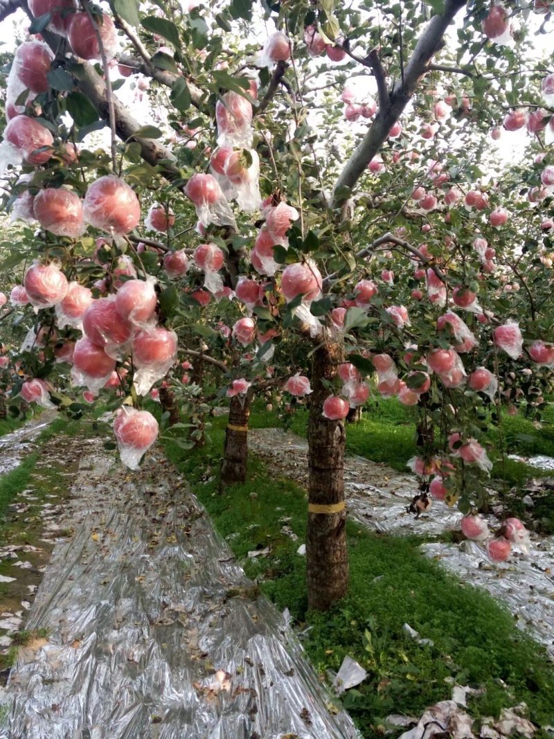来吧，天然维生素。没事吃个苹果🍎🍎