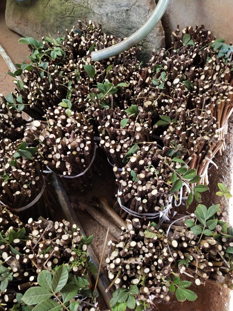 热销吴茱萸枝条(江西中花)，正宗江西樟树中花吴茱萸