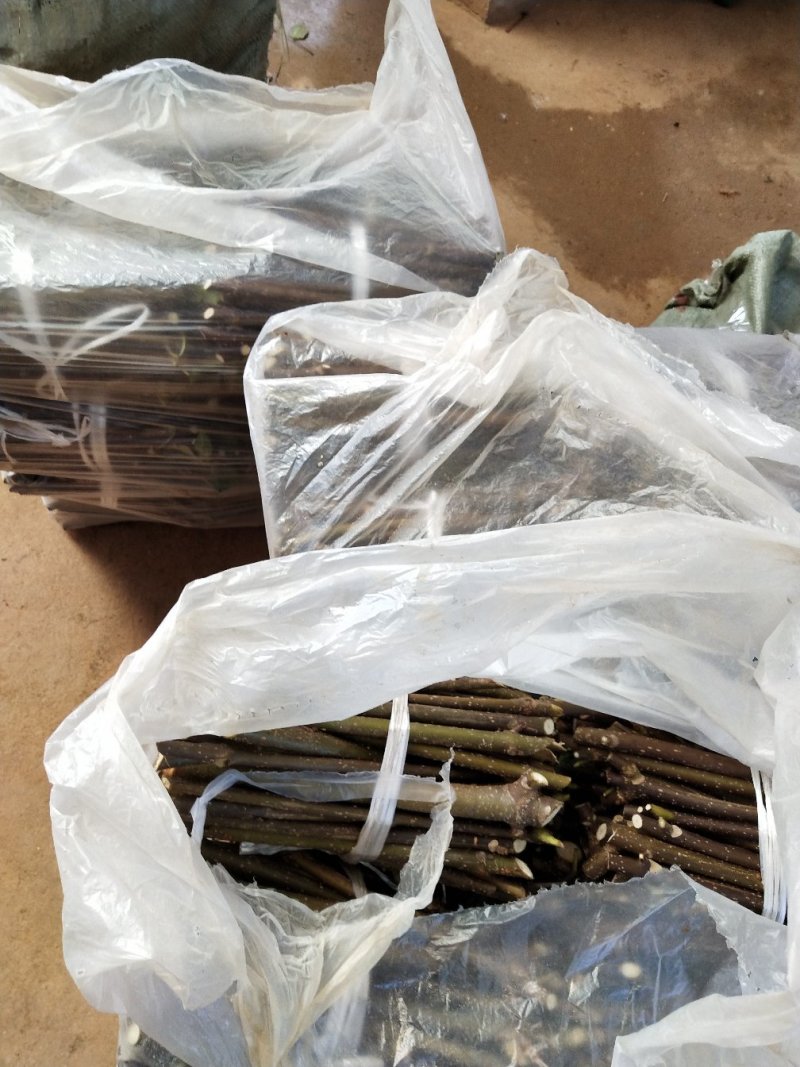 正宗江西中花高产吴茱萸苗，臭辣子苗，茶辣苗