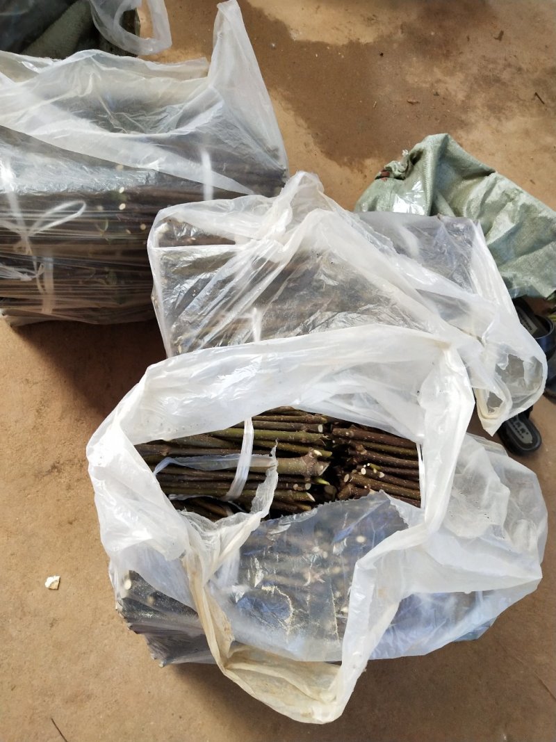 吴茱萸苗，江西中花，自产自销，品种纯正，果盘大