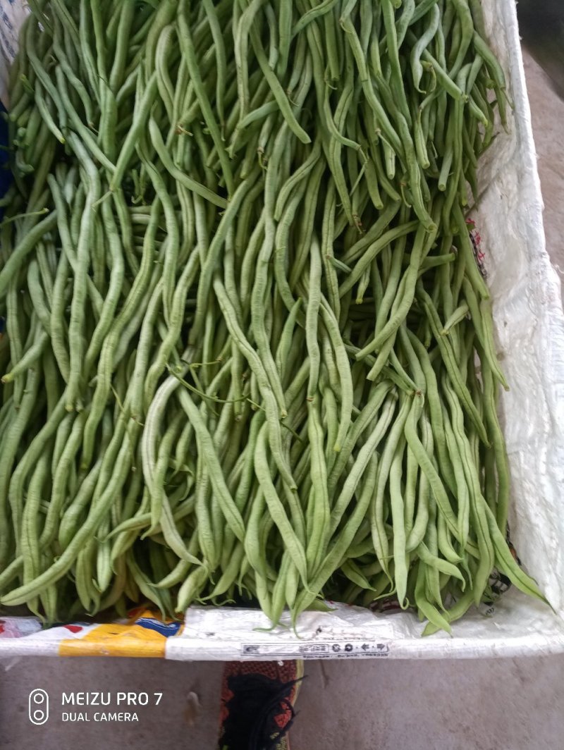 河北省保定市顺平县架豆王豆角