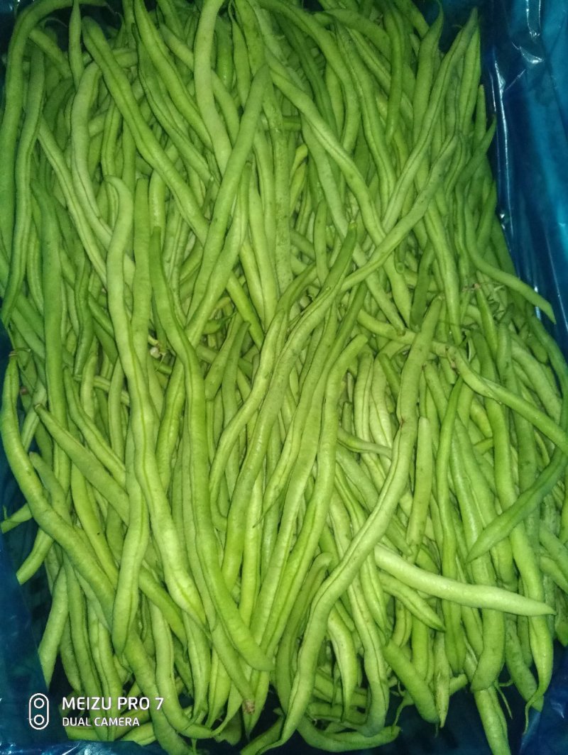 河北省保定市顺平县架豆王豆角