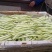 河北顺平白条豆角15厘米以上