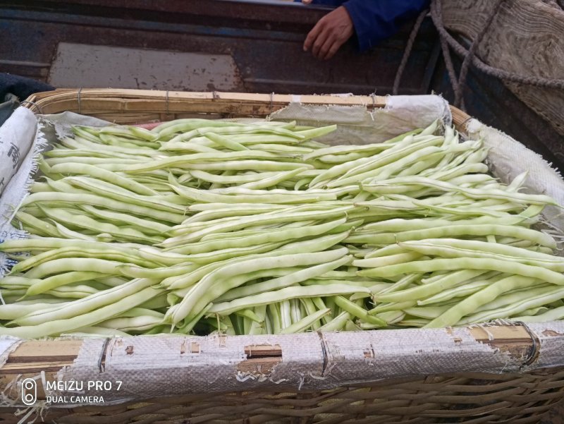 河北顺平白条豆角15厘米以上