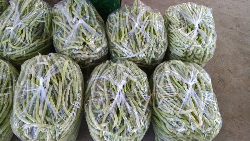 河北顺平白条豆角15厘米以上