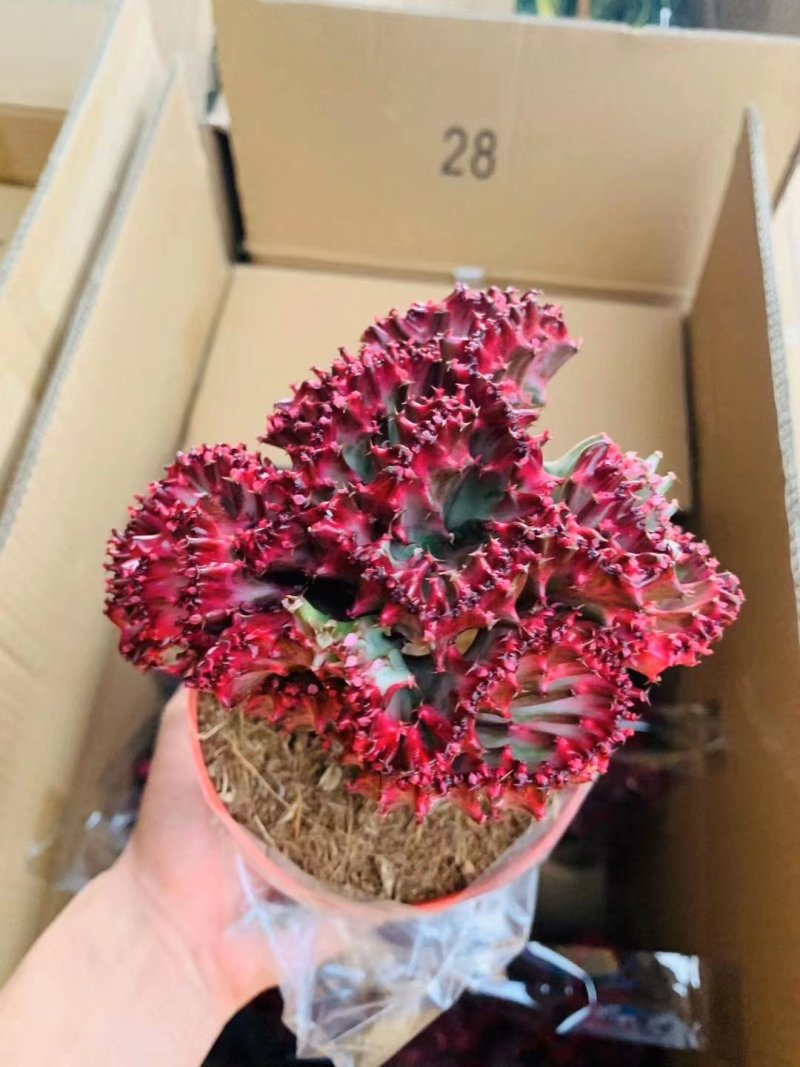 玉麒麟彩麒麟