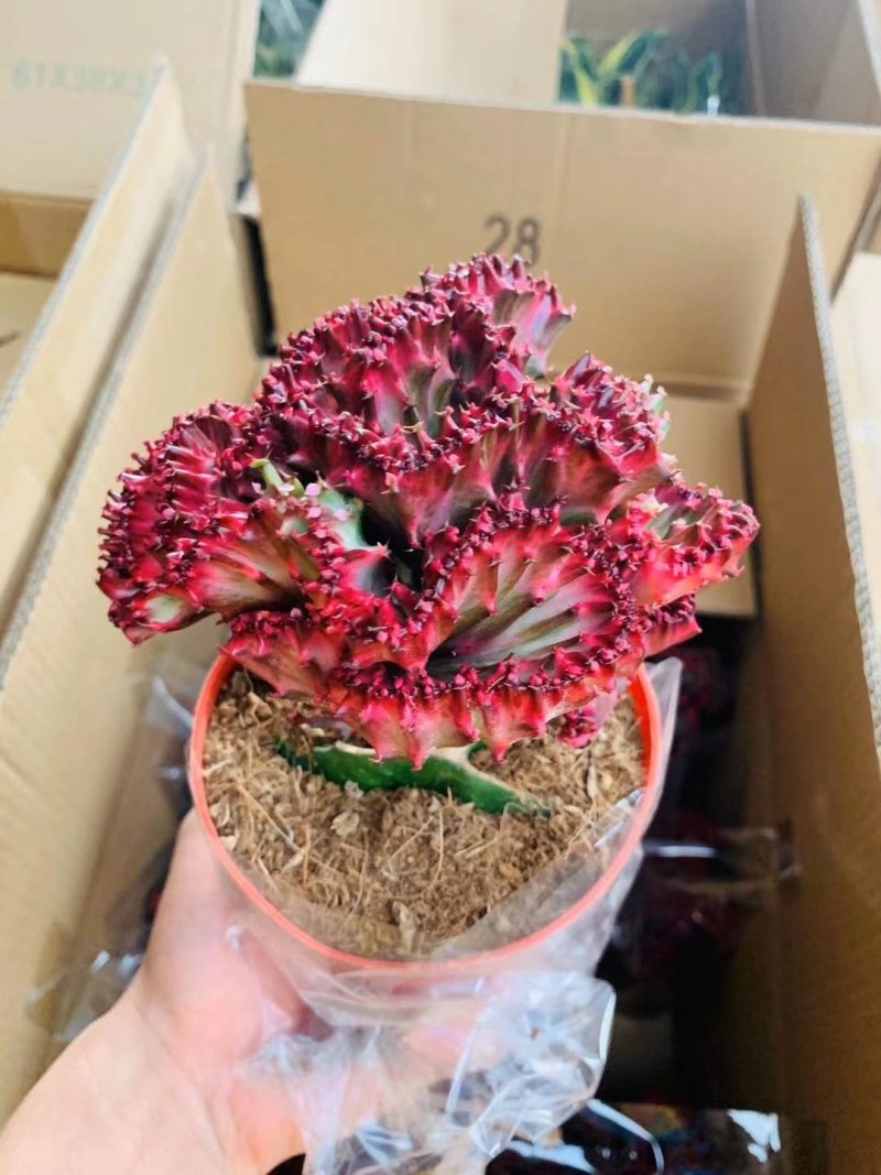 玉麒麟彩麒麟