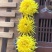 金丝皇菊