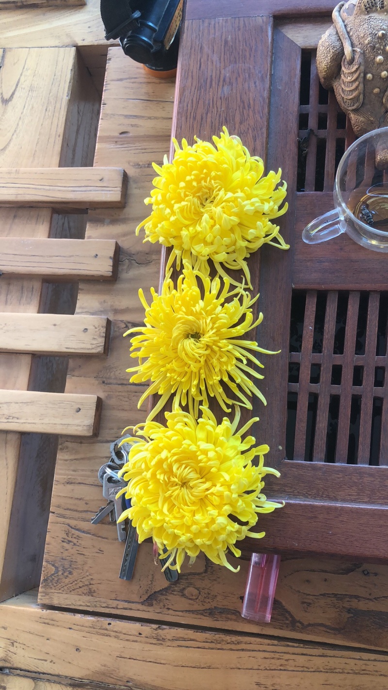 金丝皇菊