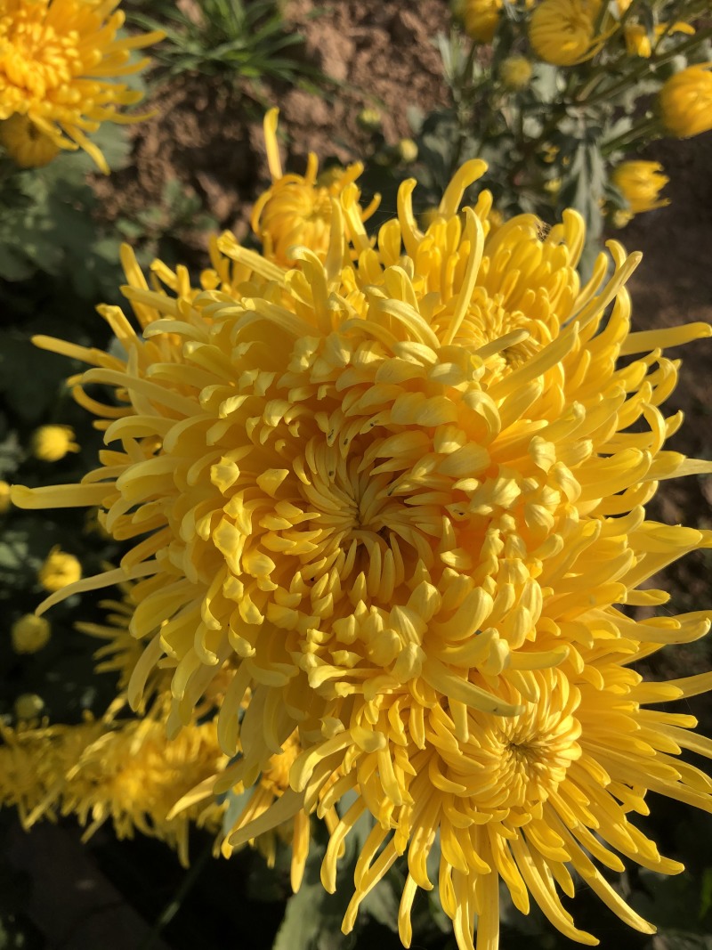 金丝皇菊