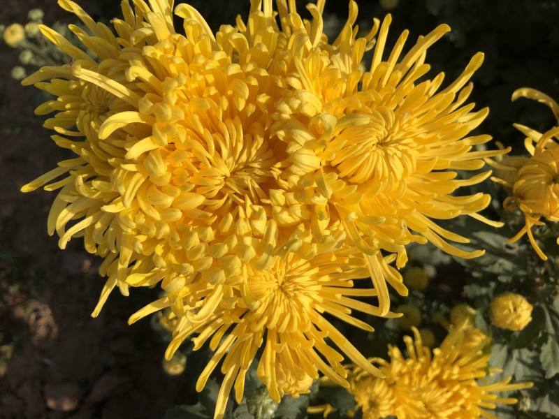 金丝皇菊