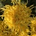 金丝皇菊