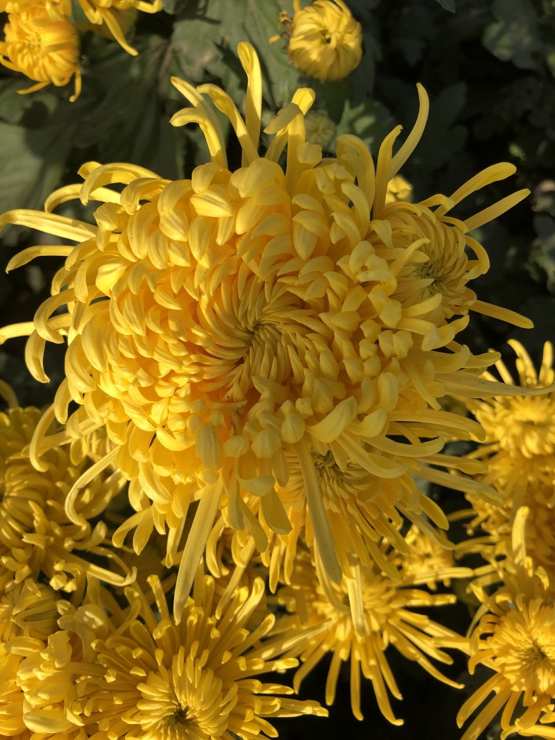 金丝皇菊