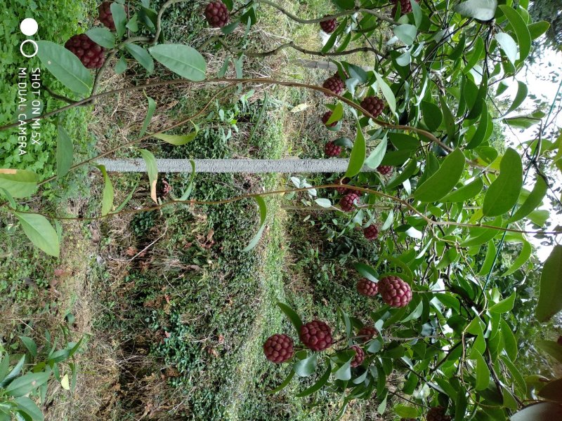 黑老虎