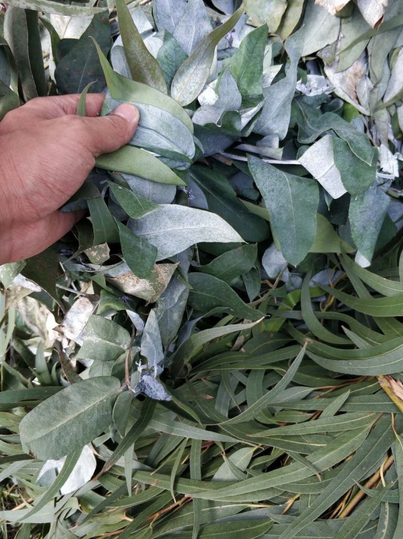 尤加利精油