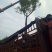 蓝花楹（地苗，移植苗），福建自家基地直销，一手货源