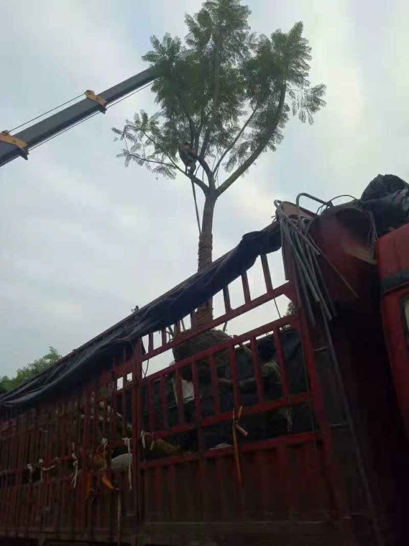 蓝花楹（地苗，移植苗），福建自家基地直销，一手货源