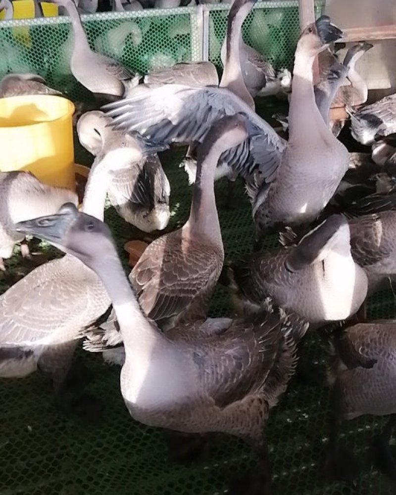 阳江鹅