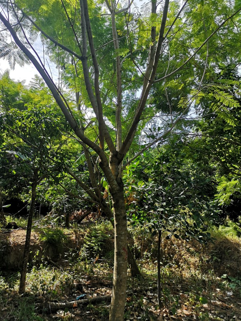 蓝花楹（地苗，移植苗），福建自家基地直销，一手货源