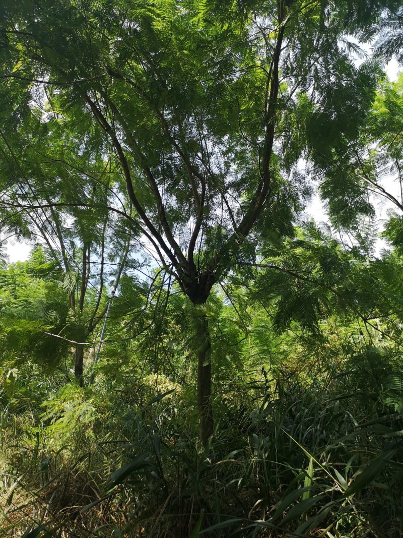 蓝花楹（地苗，移植苗），福建自家基地直销，一手货源