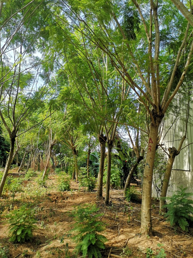 蓝花楹（地苗，移植苗），福建自家基地直销，一手货源