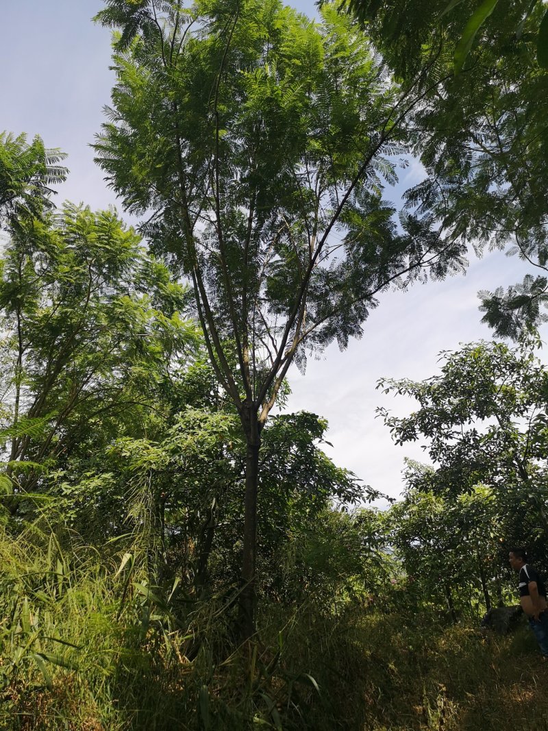 蓝花楹（地苗，移植苗），福建自家基地直销，一手货源