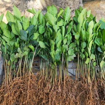 柚子苗酸柚苗柚子树苗酸柚树苗酸柚子苗