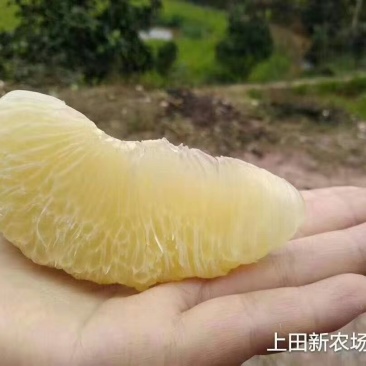 真龙柚