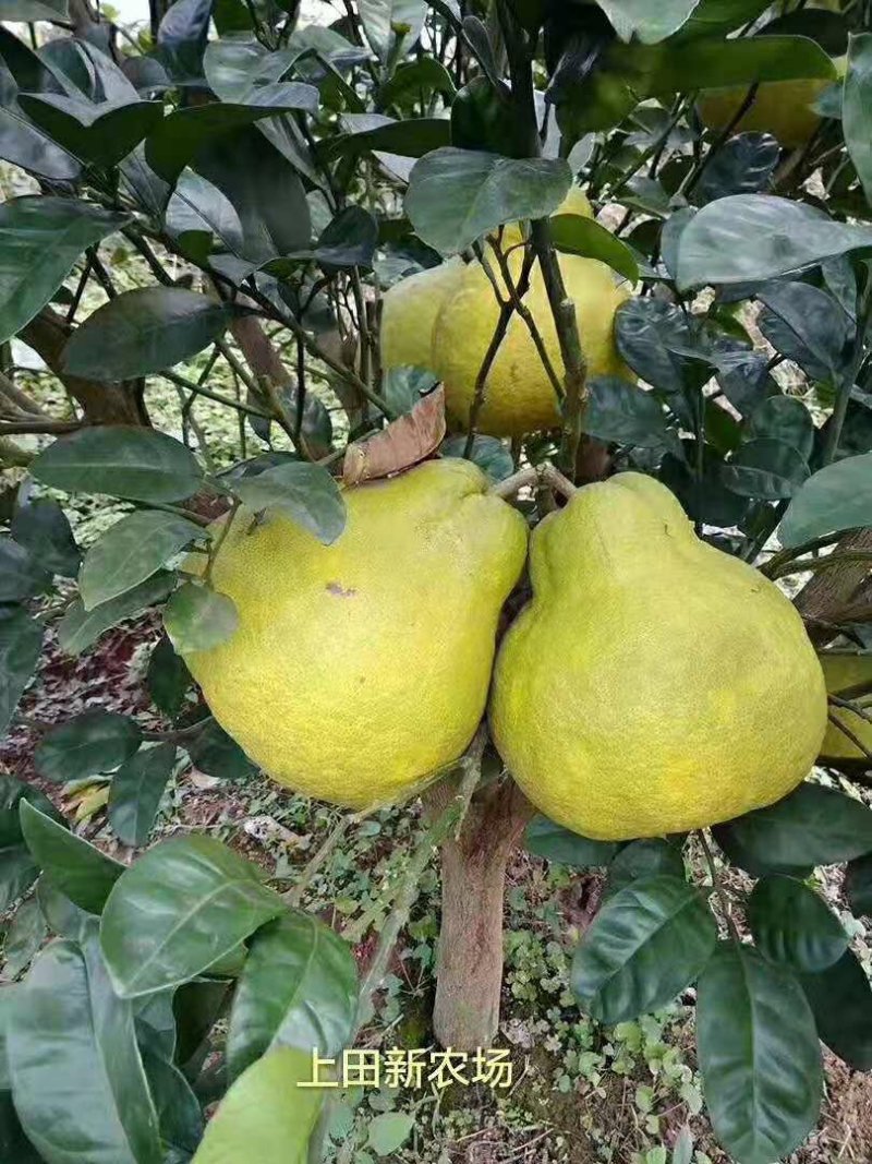 真龙柚