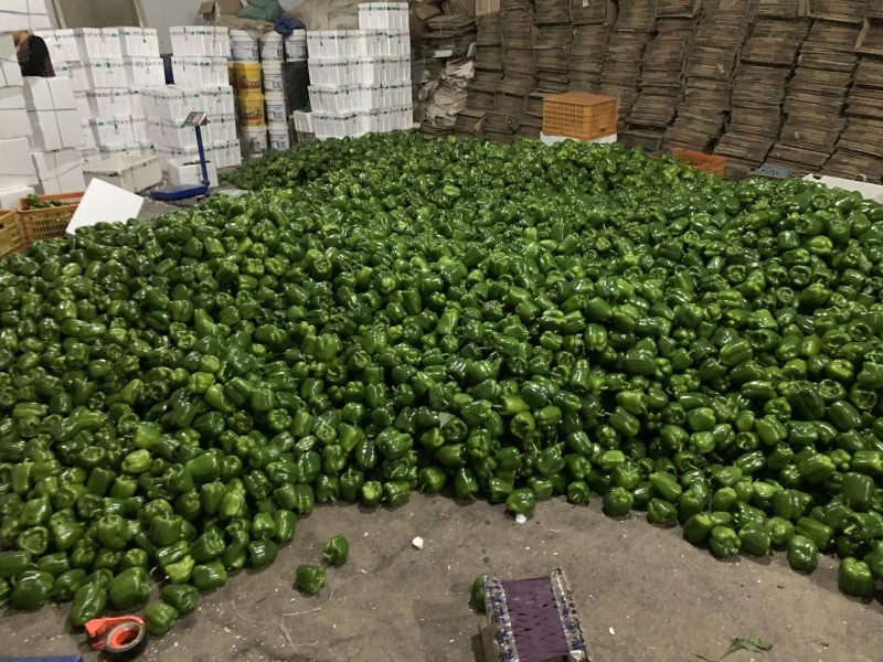 圆椒大量上市！处理量大价低0.5元适合烘干果蔬