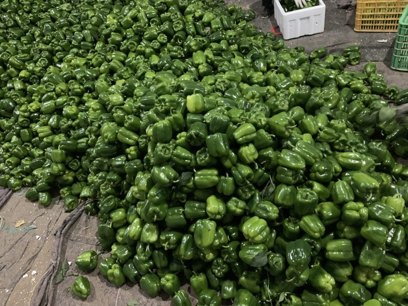 圆椒大量上市！处理量大价低0.5元适合烘干果蔬