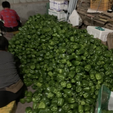 圆椒大量上市！处理量大价低0.5元适合烘干果蔬